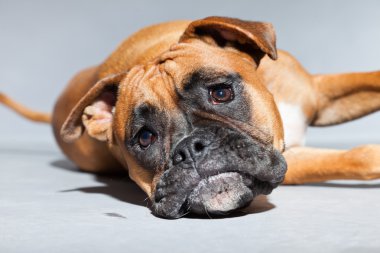 genç güzel kahverengi boxer köpek. izole üzerinde gri arka plan stüdyo vurdu.