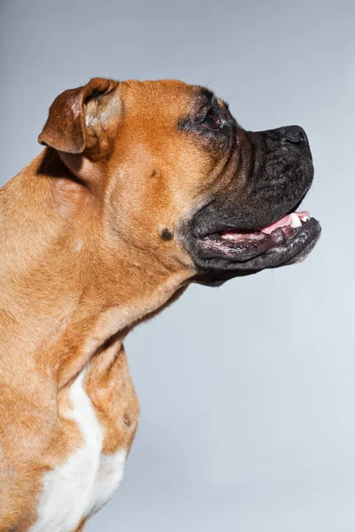 Młody piękny bokser brązowy pies. Studio strzał na białym tle na szarym tle. — Zdjęcie stockowe