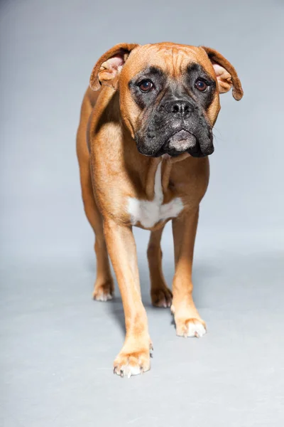 Unga vackra bruna boxer hund. Studio skott isolerade på grå bakgrund. — Stockfoto