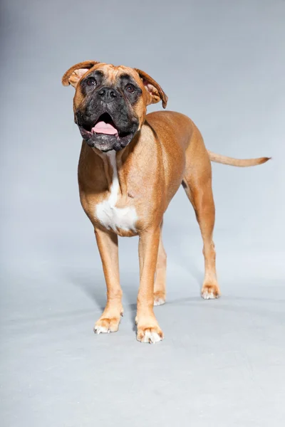 Cão boxer marrom bonito jovem. Estúdio tiro isolado em fundo cinza . — Fotografia de Stock