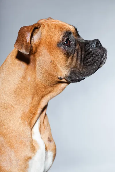 Young beautiful brown boxer dog. Studio shot isolated on grey background. — Stock Photo, Image