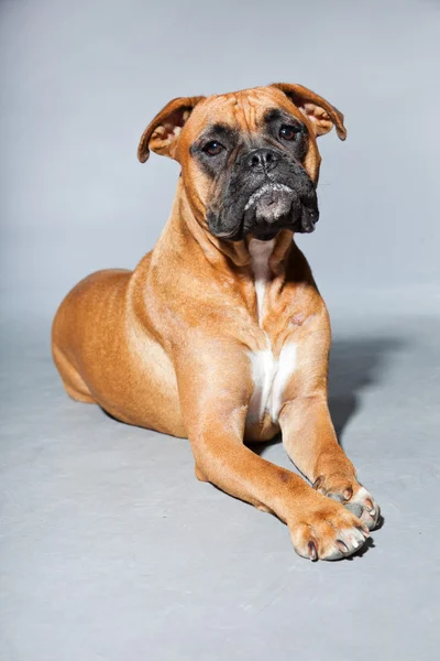 Unga vackra bruna boxer hund. Studio skott isolerade på grå bakgrund. — Stockfoto