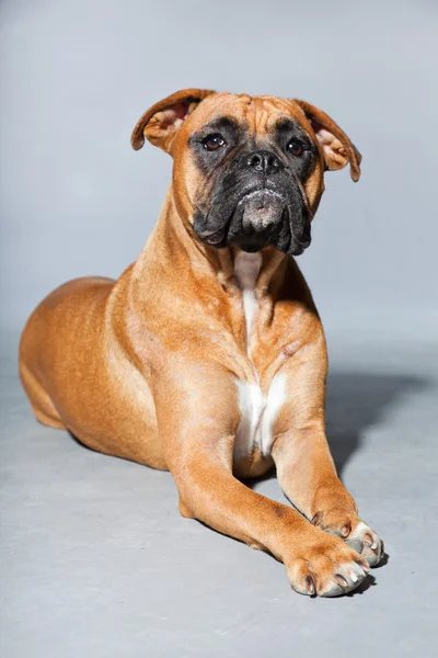 Unga vackra bruna boxer hund. Studio skott isolerade på grå bakgrund. — Stockfoto