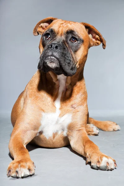 Unga vackra bruna boxer hund. Studio skott isolerade på grå bakgrund. — Stockfoto