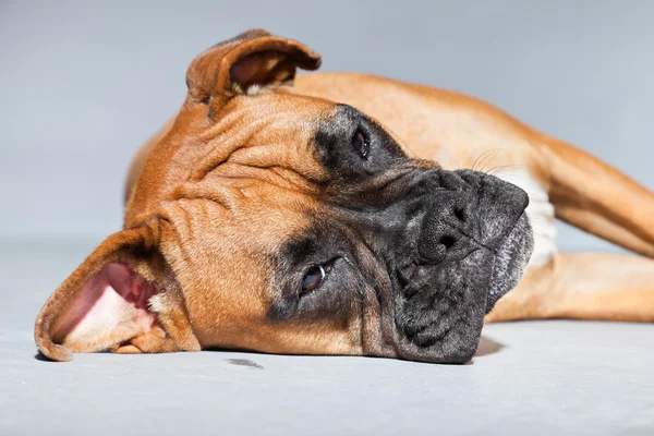 Cão boxer marrom bonito jovem. Estúdio tiro isolado em fundo cinza . — Fotografia de Stock