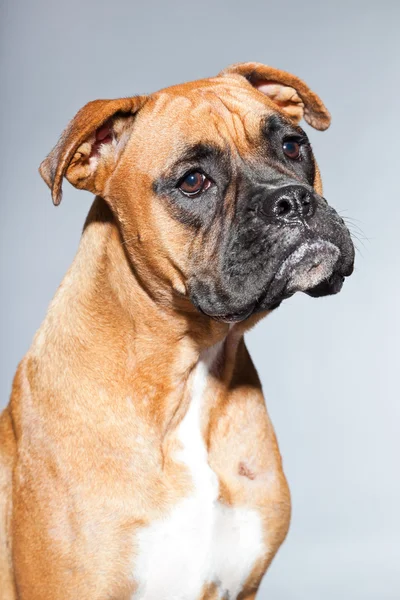 Unga vackra bruna boxer hund. Studio skott isolerade på grå bakgrund. — Stockfoto