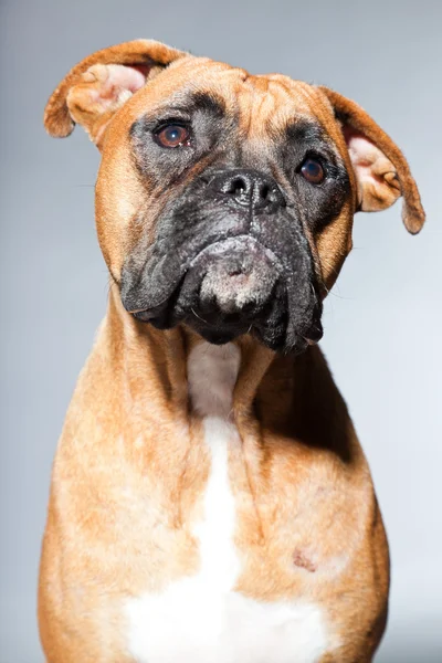 Young beautiful brown boxer dog. Studio shot isolated on grey background. — Stock Photo, Image