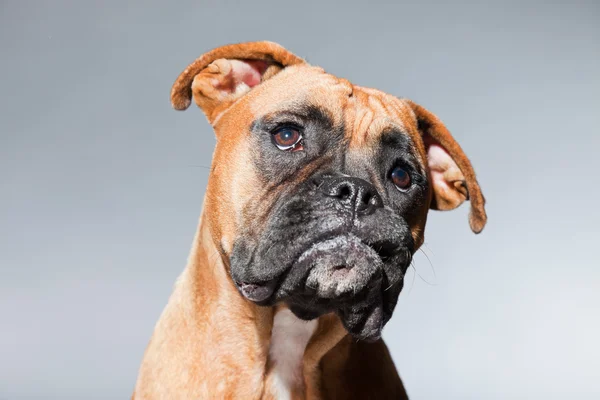 Young beautiful brown boxer dog. Studio shot isolated on grey background. — Stock Photo, Image