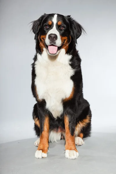 Joven berner sennen perro aislado en gris . — Foto de Stock