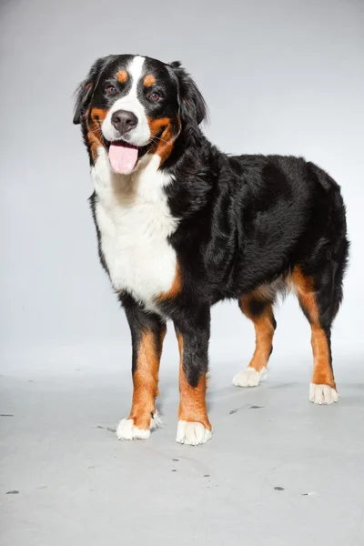 Joven berner sennen perro aislado en gris . —  Fotos de Stock