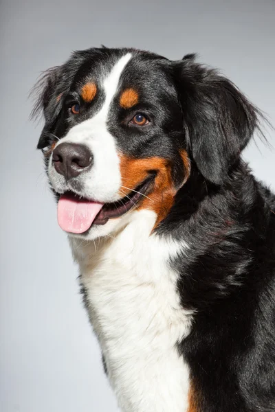 Young berner sennen dog isolated on grey. — Stock Photo, Image