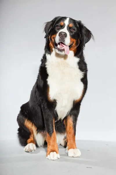 Joven berner sennen perro aislado en gris . —  Fotos de Stock