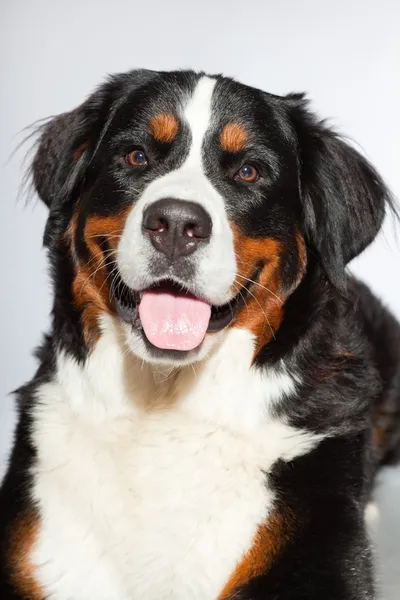 Joven berner sennen perro aislado en gris . —  Fotos de Stock