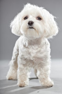 Cute white young maltese dog. Studio shot. clipart