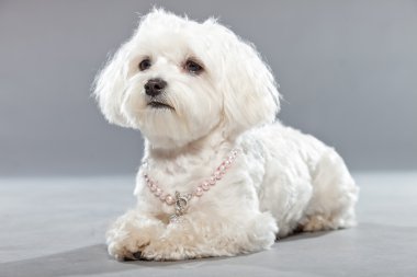 sevimli beyaz genç Malta köpeği. Stüdyo vurdu.