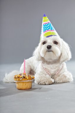 sevimli beyaz genç Malta köpeği. Stüdyo vurdu.