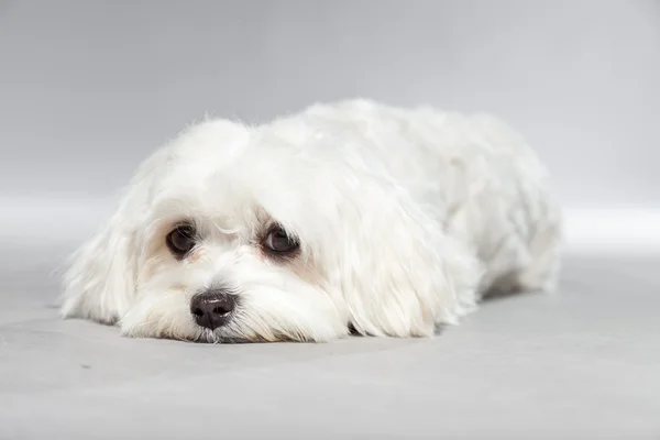 Söta vita unga malteser hund. Studio skott. — Stockfoto