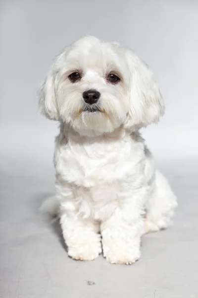 Lindo perro malteador joven blanco. Captura de estudio . —  Fotos de Stock