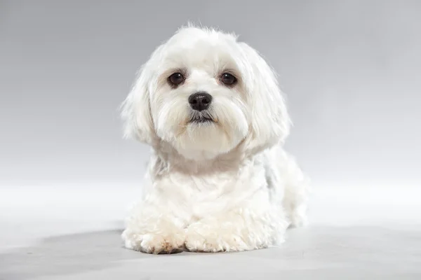 Söta vita unga malteser hund. Studio skott. — Stockfoto