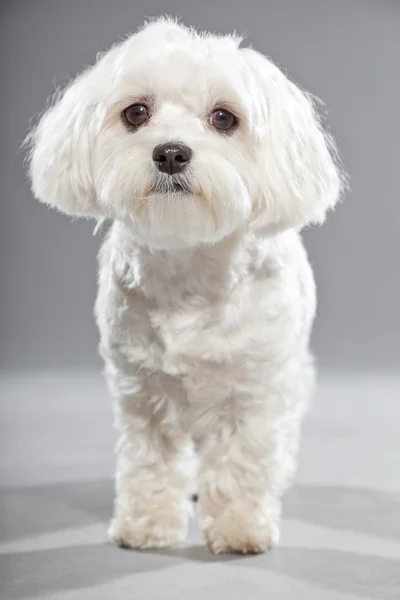 Lindo perro malteador joven blanco. Captura de estudio . — Foto de Stock