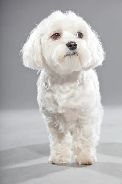 Ładny biały malteser młody pies. łapka. — Zdjęcie stockowe