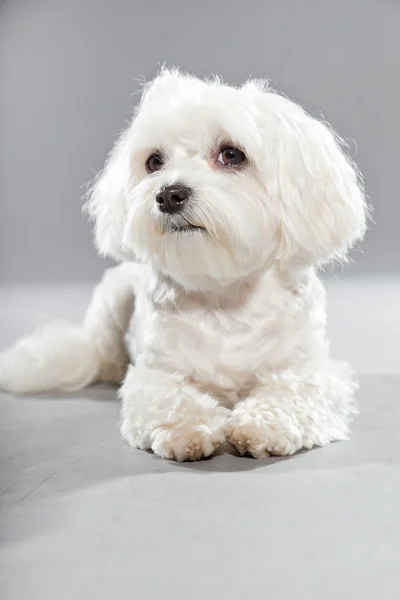 Leuke witte jonge maltese hond. studio opname. — Stockfoto