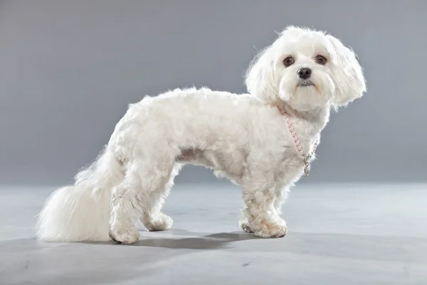 可爱的白色小马尔济斯犬。工作室拍摄. — 图库照片