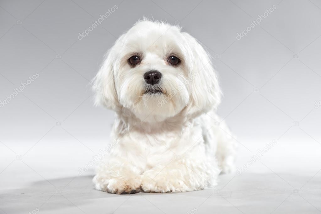Cute white young malteser dog. Studio shot. — Stock Photo © ysbrand