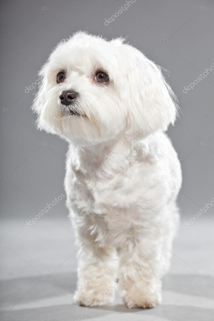 Cute white young malteser dog. Studio shot. — Stock Photo © ysbrand