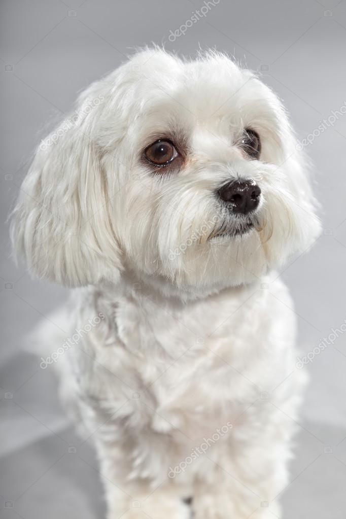 Cute white young malteser dog. Studio shot. Stock Photo by ©ysbrand