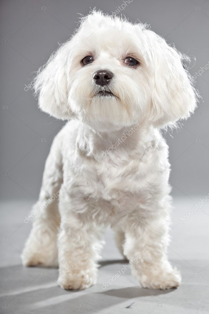 Cute white young maltese dog. Studio shot.