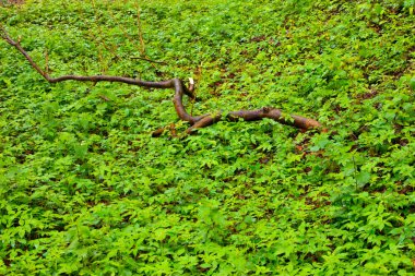 Orman ağaç dalı ile bahar sonra yağmur yeşil yeşillik.