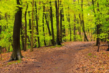 bahar yağmur sonra orman manzarası.