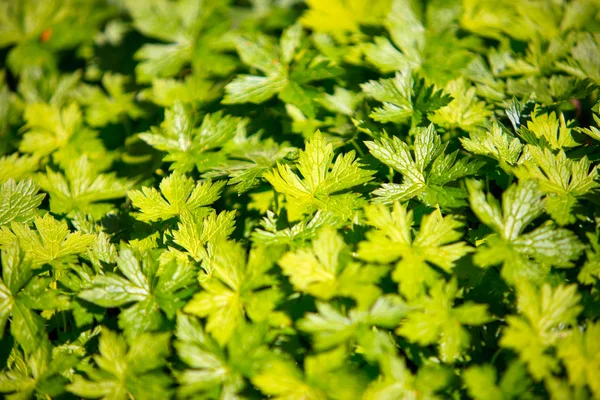 Grüne Blätter Laub Hintergrund. — Stockfoto