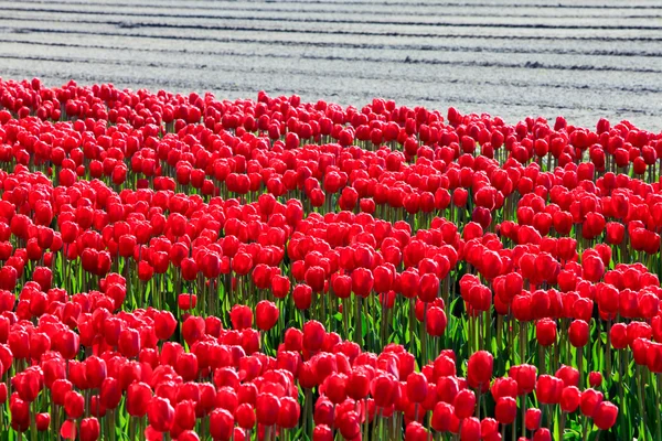 Gebied van rode tulpen. — Stockfoto