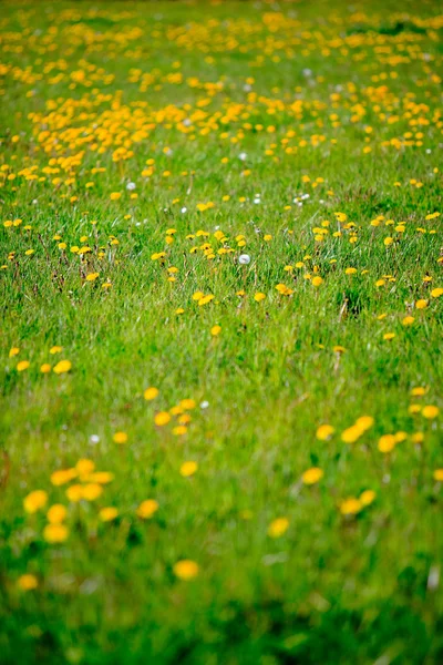 Löwenzahnfeld. Wiese. — Stockfoto