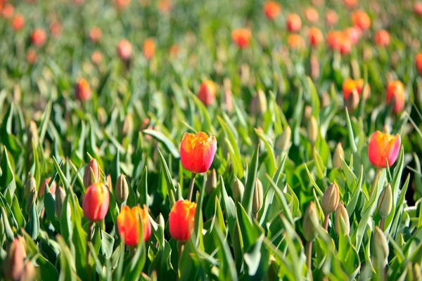 Tulipanes rojos con hojas verdes . —  Fotos de Stock