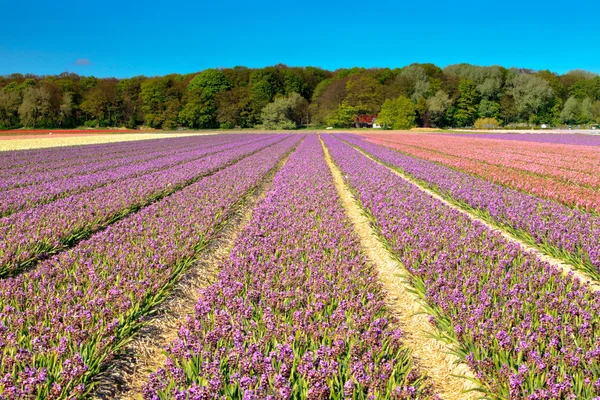 Field of purple hyacinths. — Stock Photo, Image