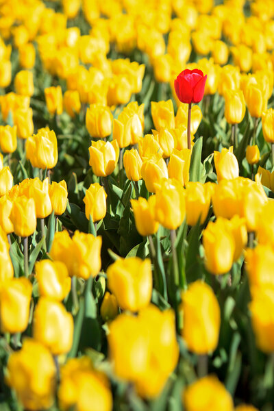 Yellow tulips and one red standing out of the crowd.