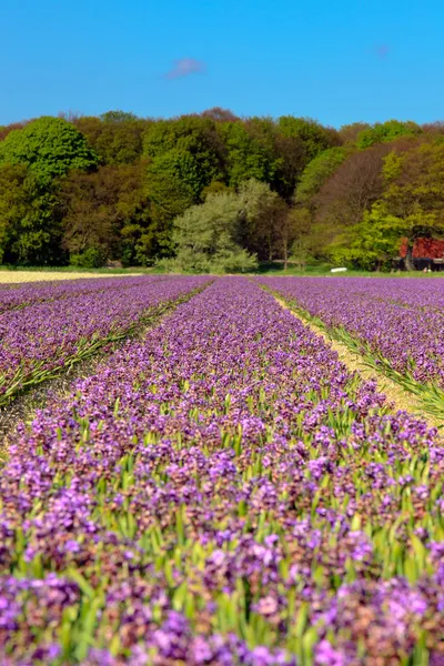 Field of purple hyacinths. — Stock Photo, Image