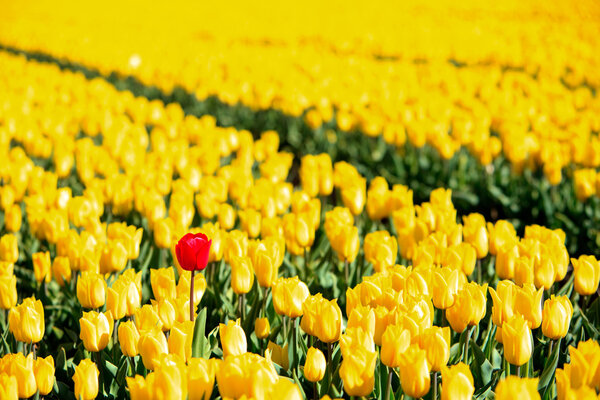 Желтые тюльпаны и один красный, выделяющийся из толпы
.