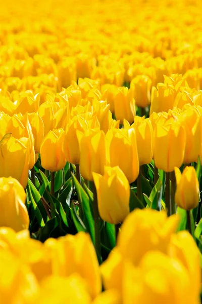 Veld van gele tulpen. — Stockfoto