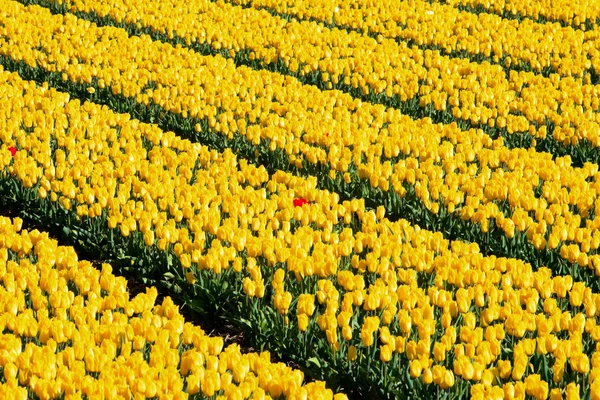 Gele tulpen en een rode staande uit de menigte. — Stockfoto