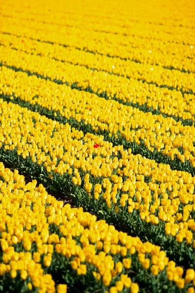 Yellow tulips and one red standing out of the crowd. — Stock Photo, Image