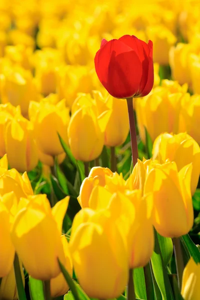 Gelbe Tulpen und eine rote, die aus der Menge herausragt. — Stockfoto