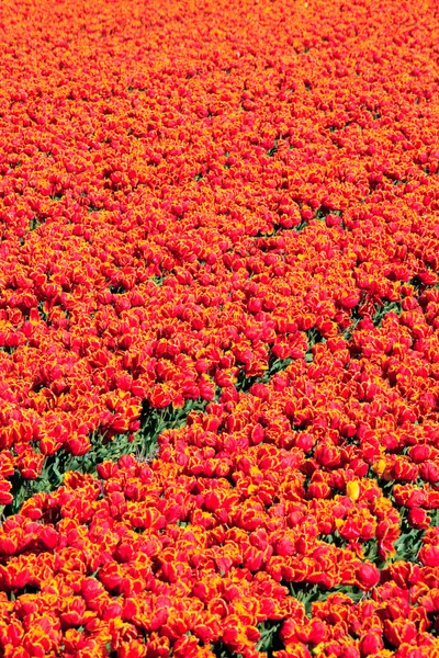 Field of red tulips. Abstract background. — Stock Photo, Image