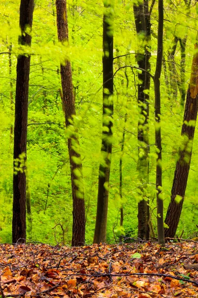 Paisaje forestal en primavera después de la lluvia . — Foto de Stock