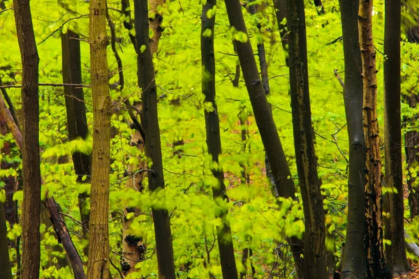 Forest landscape in spring after rain. — Stock Photo, Image