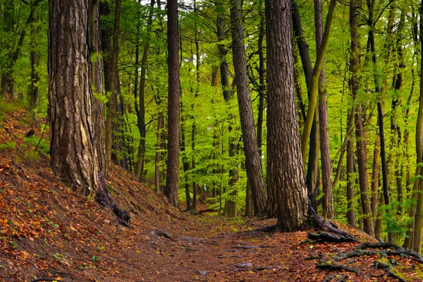 Paesaggio forestale in primavera dopo la pioggia . — Foto Stock