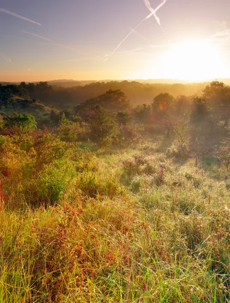 Landschap van duinen en bomen in de mist bij zonsopgang. — Stockfoto